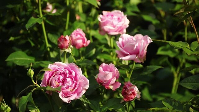 Many pink romatic roses in the garden. Zoom out bokeh background. 