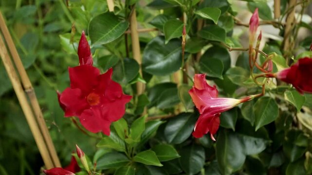 Red mandevilla splendens in the garden with green background. Pan right.