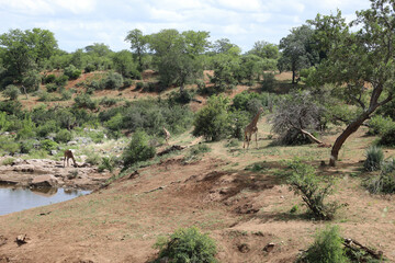 Krüger Park - Afrikanischer Busch - Mavatsani Wasserloch / Kruger Park - African bush - Mavatsani...