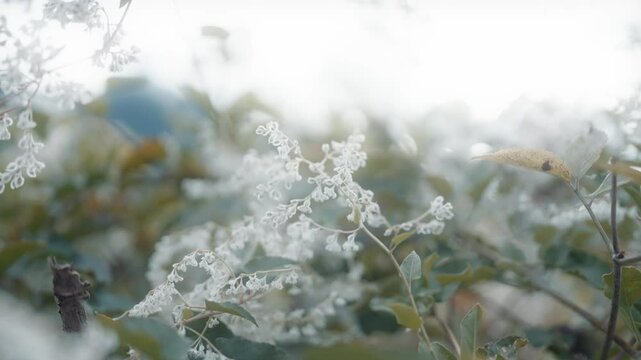 Selective focus of Bukhara fleeceflower white plants with green leaves and blurry background