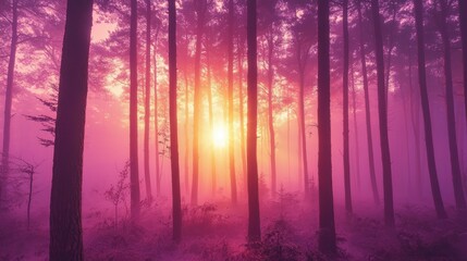 Obraz premium Enchanting Sunrise Through Misty Forest with Purple Hues and Trees