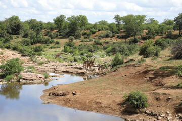 Krüger Park - Afrikanischer Busch - Mavatsani Wasserloch / Kruger Park - African bush - Mavatsani...