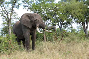 Fototapeta premium Afrikanischer Elefant / African elephant / Loxodonta africana
