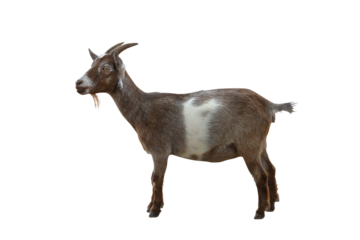 Pygmy goat isolated on transparent background png file	