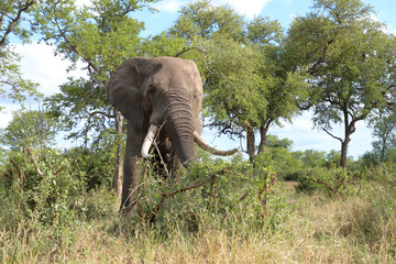 Afrikanischer Elefant / African elephant / Loxodonta africana..