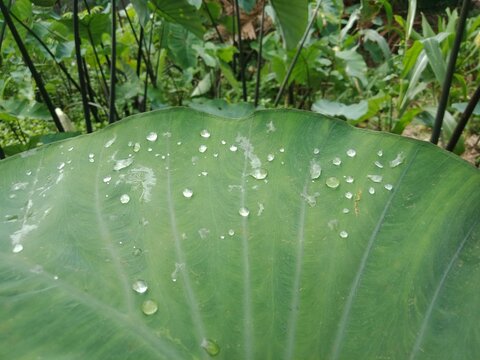 Raindrops on the Colocasia esculanta or taro leaves (keladi hijau) in the field