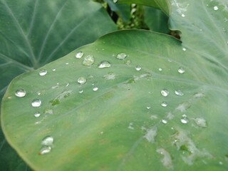Raindrops on the Colocasia esculanta or taro leaves (keladi hijau) in the field