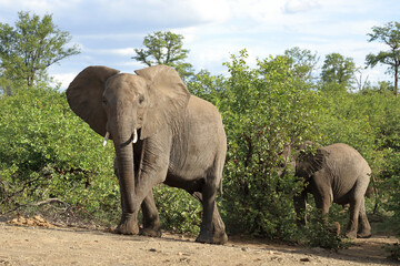 Afrikanischer Elefant / African elephant / Loxodonta africana