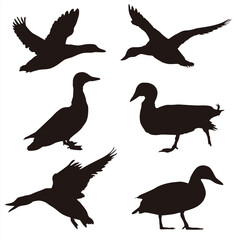 Collection of vector silhouettes of ducks isolated on white background. Collection of Different Duck Poses, Perfect symbol for your web site design, logo, app, UI. Vector illustration, EPS.