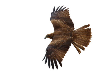 Obraz premium Bird of prey Black kite flying isolated on transparent background png file