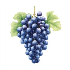 Obraz premium Watercolor Illustration of a Lush Bunch of Blue Grapes