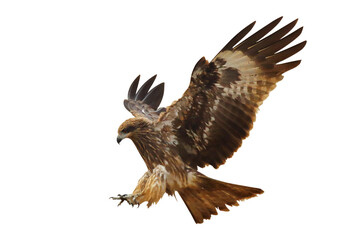 Bird of prey Black kite flying isolated on transparent background png file	