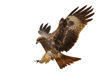 Bird of prey Black kite flying isolated on transparent background png file	
