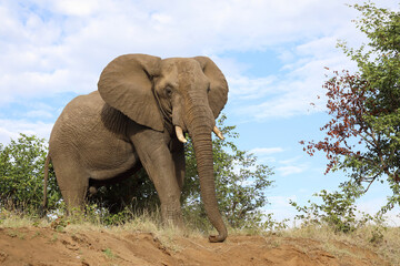 Afrikanischer Elefant / African elephant / Loxodonta africana..