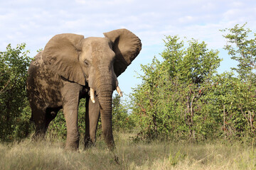 Fototapeta premium Afrikanischer Elefant / African elephant / Loxodonta africana