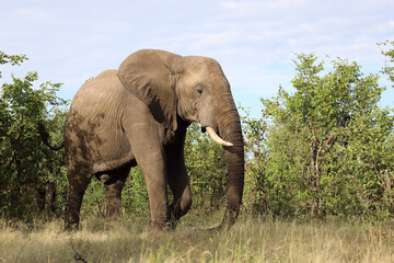 Fototapeta premium Afrikanischer Elefant / African elephant / Loxodonta africana