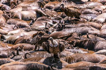 Vultures Maasai Mara River 