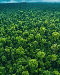 Obraz premium Lush green rainforest canopy aerial view dense vegetation vibrant foliage serene nature background scenic beauty tropical environment from above
