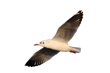 Beautiful seagull flying isolated on transparent background png file