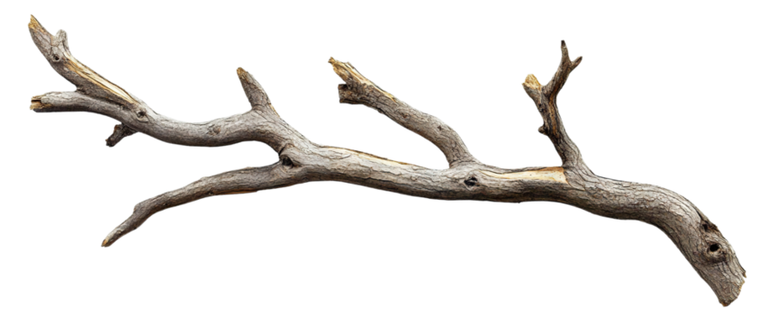 Dry tree branch with rough texture, isolated on transparent cutout background