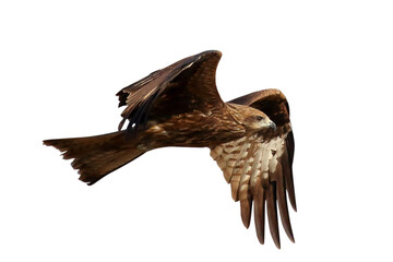 Bird of prey Black kite flying isolated on transparent background png file	