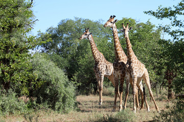 Giraffe / Giraffe / Giraffa camelopardalis