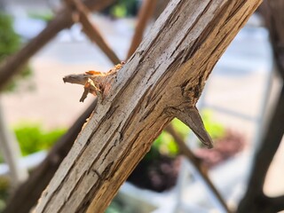 Close Up of Tree Branch Texture and Tree thorns
