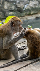 Thailand - Jan 2025 (Bangkok  - Ao NAng - Koh Lanta - Koh Phi Phi - Phuket)