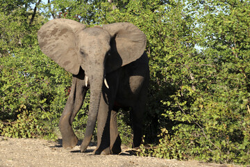 Afrikanischer Elefant / African elephant / Loxodonta africana