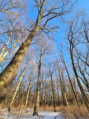 Fototapeta premium path in forest - plänterwald forest in berlin treptow