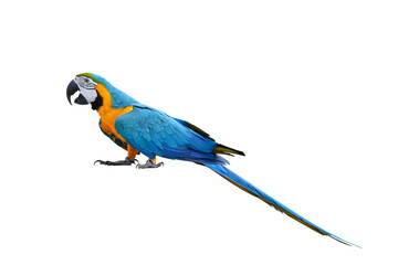Colorful Blue and Gold Macaw parrot isolated on transparent background png file