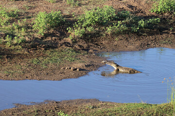 Nilkrokodil / Nile crocodile / Crocodylus niloticus..