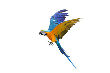 Colorful flying Blue and Gold Macaw parrot isolated on transparent background png file