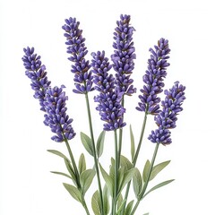 Captivating lavender sprigs against a pristine white backdrop showcasing delicate floral beauty in a minimalist botanical arrangement for serene aesthetic