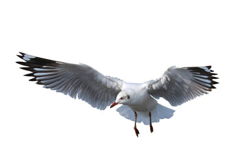 Obraz premium Beautiful seagull flying isolated on transparent background png file 