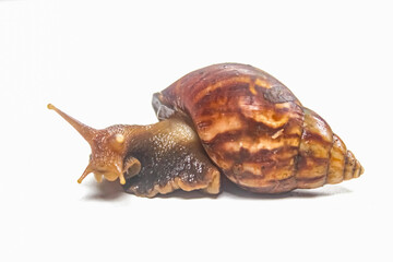 snail isolated on white background