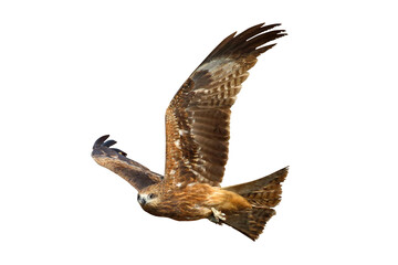 Bird of prey Black kite flying isolated on transparent background png file	