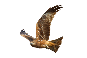 Bird of prey Black kite flying isolated on transparent background png file	