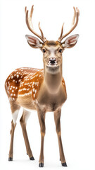 Fototapeta premium Deer isolated on white background.