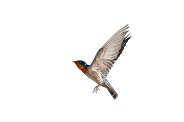 Fototapeta premium Beautiful flying Pacific Swallow isolated on transparent background png file 