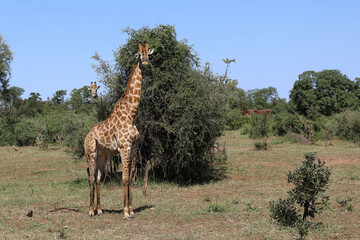 Giraffe / Giraffe / Giraffa camelopardalis