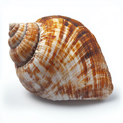 Obraz premium Shell isolated on white background.