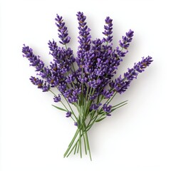 Fototapeta premium A vibrant bouquet of lavender flowers, showcasing rich purple hues and fresh green stems, ideal for decoration or aromatherapy.