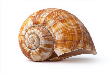 Fototapeta premium Shell isolated on white background.