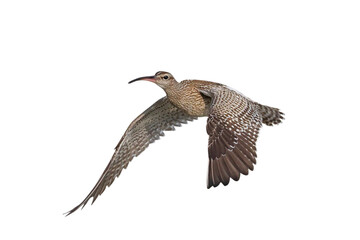Beautiful flying Numenius Phaseolus isolated on transparent background png file