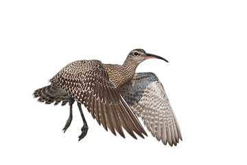 Beautiful flying Numenius Phaseolus isolated on transparent background png file