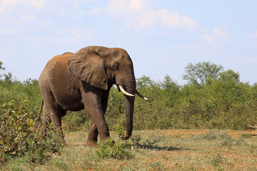 Obraz premium Afrikanischer Elefant / African elephant / Loxodonta africana