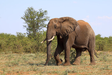 Afrikanischer Elefant / African elephant / Loxodonta africana