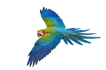 Colorful flying Harlequin Macaw parrot isolated on transparent background png file