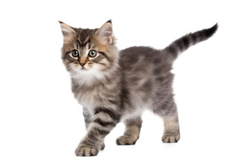 Fototapeta premium little kitten cat isolated on white or transparent png